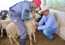 En Oaxaca inician campaña contra brucelosis