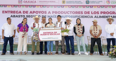 Como nunca, el campo de la Cuenca del Papaloapan florece en la Primavera Oaxaqueña