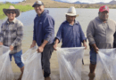 Siembran 30 mil alevines de tilapia en presa Los Cardones