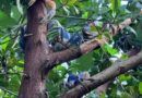 “Cangrejos azules” Así los árboles en los Tuxtlas,  Veracruz