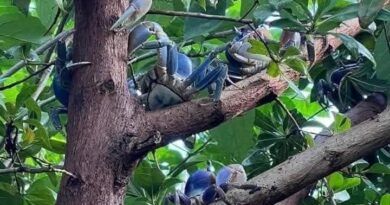 “Cangrejos azules” Así los árboles en los Tuxtlas,  Veracruz