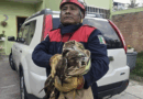 Asegura HCBO águila en domicilio de Oaxaca de Juárez