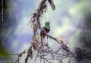 El quetzal y la educación ambiental
