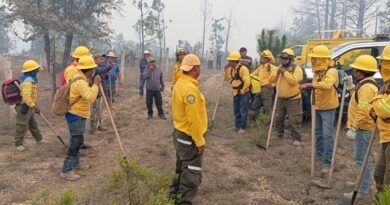 Más de 2 mil hectáreas afectadas por 46 incendios durante mayo: Coesfo