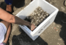 Desova tortuga en playas de Boca del Río