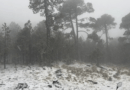 Sigue nevando en el Cofre de Perote, tras paso del frente frío 41