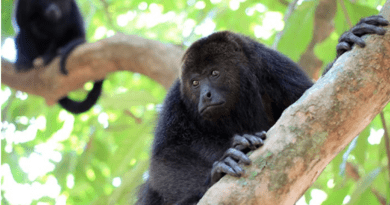 Especie que habita en Veracruz se encuentra en peligro de extinción, advierte UV