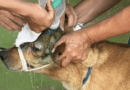 Alertan por incremento de perros afectados por gusano barrenador