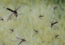 Incrementan casos de Dengue en Veracruz
