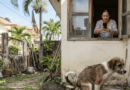 ¿Mascotas de tus vecinos defecan en tu patio o frente a tu casa en la calzada? Así puedes denunciarlo
