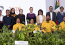 Presidenta presenta la Jornada Nacional de Reforestación 2026; se realizará el 9 de agosto y se plantarán 6.6 millones de árboles y plantas