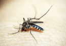 ¿El ambiente y la especie de mosquito determinan la circulación de la malaria? Esto dice estudio
