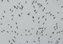 Más de 4 millones de aves rapaces migran por Veracruz cada año