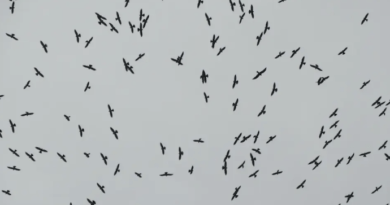 Más de 4 millones de aves rapaces migran por Veracruz cada año