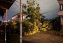 En Tuxtepec; Cae árbol de grandes dimensiones, derriba postes y cables, no hay luz, no hay paso