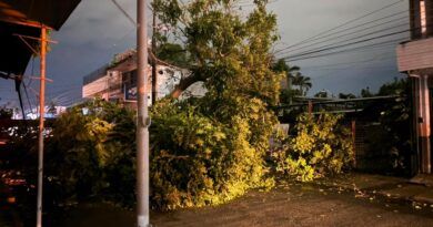 En Tuxtepec; Cae árbol de grandes dimensiones, derriba postes y cables, no hay luz, no hay paso