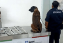 Perro encuentra cientos de miles de dólares en aeropuerto de Oaxaca