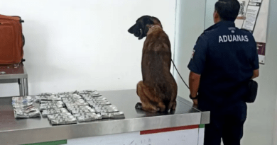 Perro encuentra cientos de miles de dólares en aeropuerto de Oaxaca